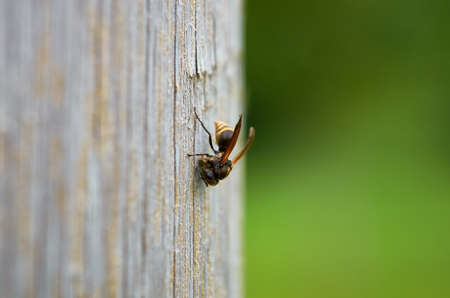 A closeup shot of a bee on a wooden surface with a blurred backgroundの写真素材