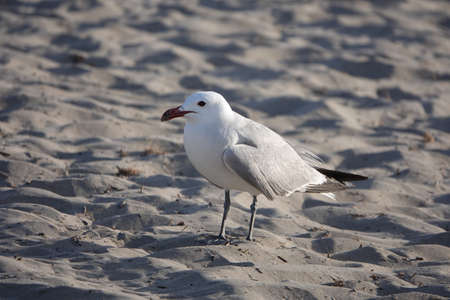 A white and gray seagull walking on the sand at daytimeの写真素材
