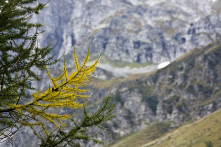 A closeup of the Larix branches surrounded by mountains under the sunlight with a blurry backgroundの写真素材