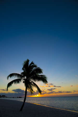 A vertical shot of a palm tree on the shore near the beach with a beautiful sky in the backgroundの写真素材