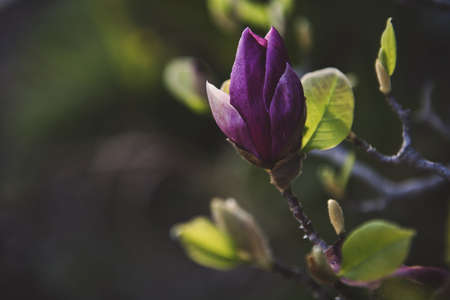A closeup shot of a beautiful purple flower bud with green leaves on a blurred backgroundの写真素材
