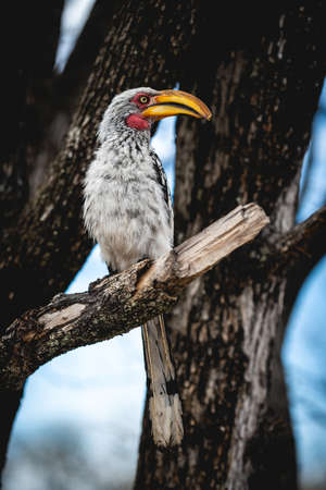 A vertical shot of a rare parrot sitting on a branch with the tree in the backgroundの写真素材