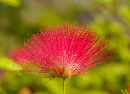 A selective focus shot of a red flower with thorny petals on a blurred backgroundの写真素材