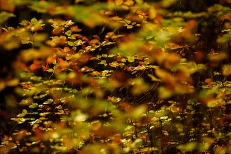 A selective focus shot of yellow and brown leaves with a blurred background