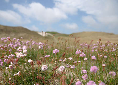 A beautiful shot of purple flowers with green leaves surrounded by rocky hills under the cloudy skyの写真素材