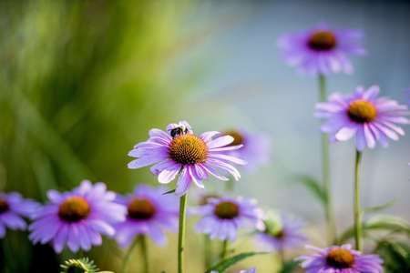 A closeup shot of a bee pollinating the flower with a blurred natural background