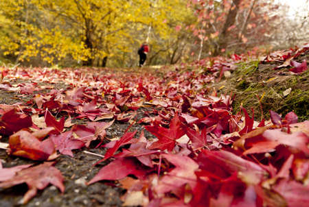 A closeup shot of red leaves on the ground with a blurred background