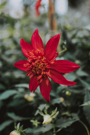 A vertical selective focus shot of a rare red flower in a gardenの写真素材
