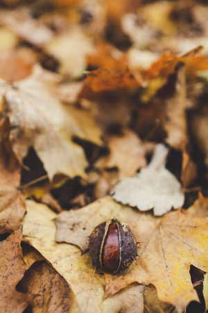 A vertical high angle shot of a pile of autumn leaves on the groundの写真素材