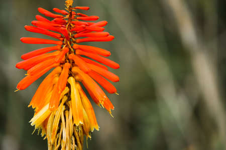 Wild Red Hot Torch Lily almost in full bloomの写真素材