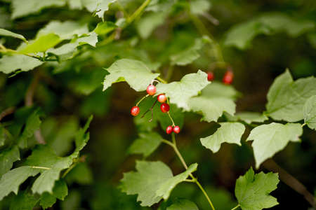 A closeup shot of red small fruits growing on the branch surrounded by green leavesの写真素材