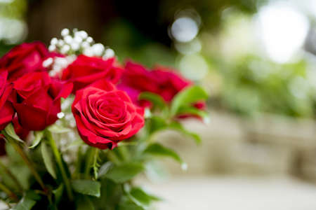 A closeup shot of red roses with a blurred background.の写真素材