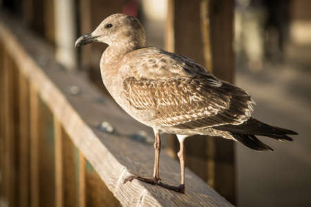 A selective focus shot of a brown western gull standing on a wooden plankの写真素材