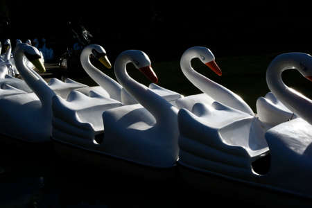 A lineup of swan rides in the lake at a parkの写真素材
