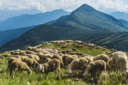 A low angle shot of a herd in the middle of mountainous scenery in Dolomites, Italyの写真素材
