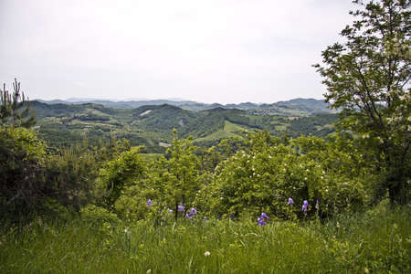 A beautiful green landscape with a lot of trees under a cloudy sky