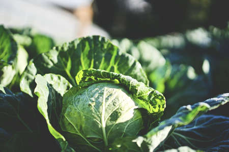 A selective closeup shot of a green cabbage