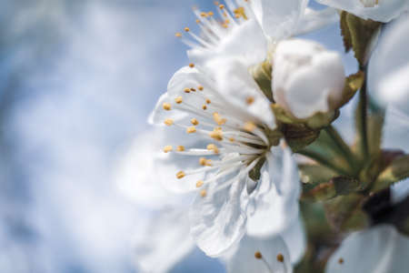 A closeup shot a white flower with a blurred natural background