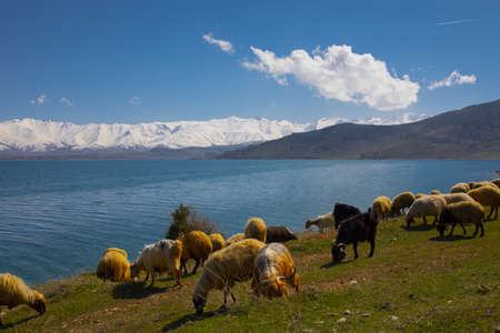 Armenian Cathedral Church of Holy Cross on Akdamar Island. Turkey. Overcast, decoration.の写真素材