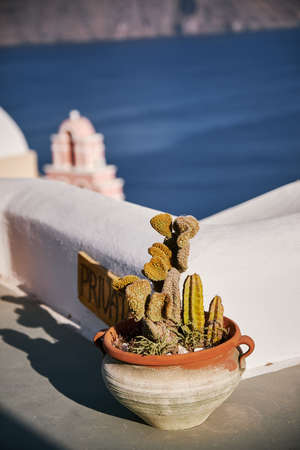 cactus pot in Oia on Santorini Island with a blurry  backgroundの写真素材