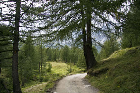 A pathway in a forest surrounded by hills .