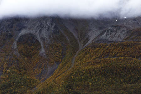 An aerial shot of a beautiful tree forest enveloped in fog during daytime