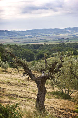 A mesmerizing scenery of the green mountains with a dry tree on the foregroundの写真素材
