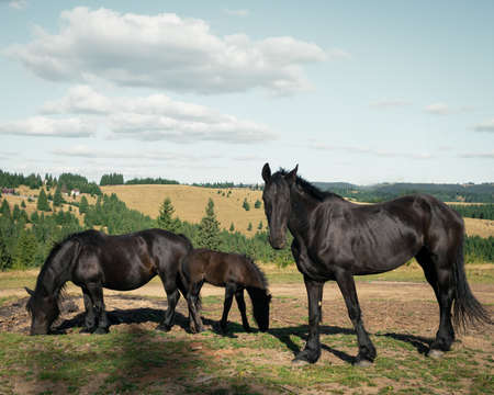 A wide shot of three black horses in the field surrounded by small fir trees under the cloudy skyの写真素材