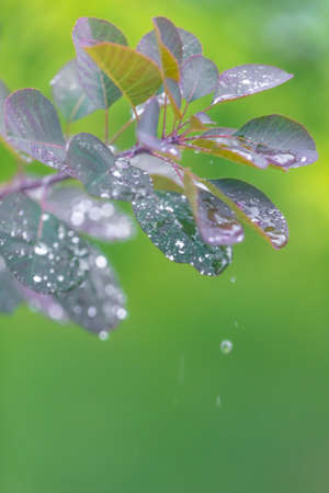 A vertical closeup shot of a green plant covered with dewdrops isolated on a blurred background