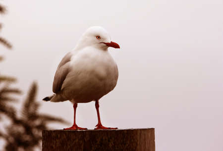 A horizontal closeup shot of a white Seagull on a rainy day perched on a fenceの写真素材