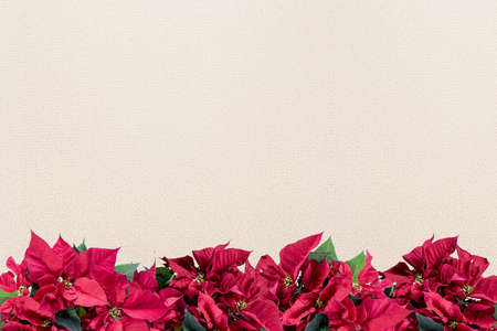 A poinsettia flower frame on the bottom with blurred background.の写真素材