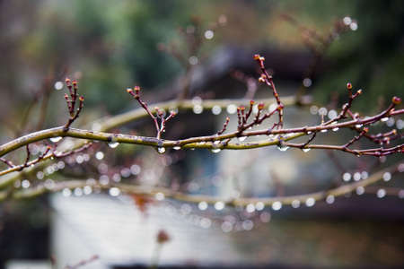 A close shot of a tree branch with raindrops on it and a blurred backgroundの写真素材