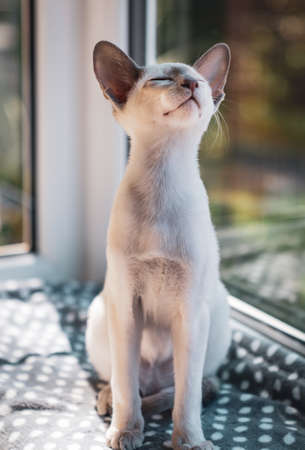 A vertical selective focus shot of a Devon Rex short-haired cat stretching in the morning