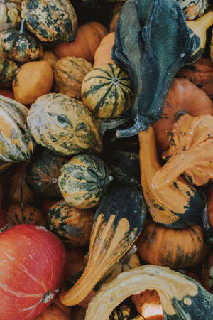 A bunch of colorful rotten pumpkins background.