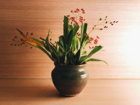 A closeup shot of flowers in a pot on a wooden surfaceの写真素材