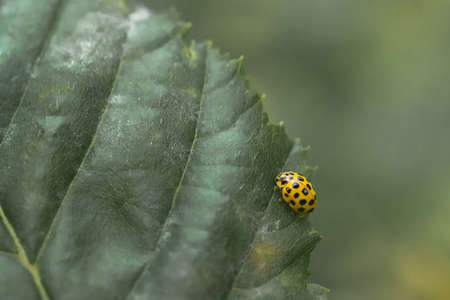 A closeup shot of a beautiful yellow ladybird on a big green leafの写真素材