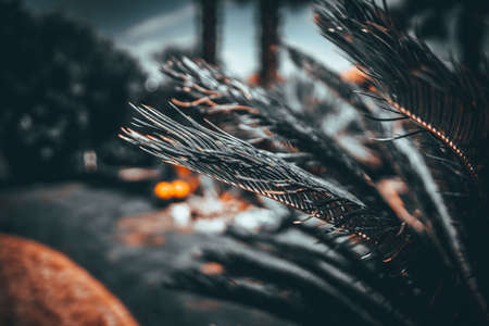 A greyscale closeup shot of fir tree leaves at night time on a blurred backgroundの写真素材