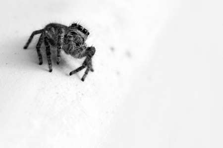 A greyscale shot of a small dendryphantes on a wall under the lightsの写真素材