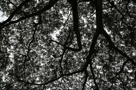 A grayscale low angle shot of tree branches and leaf foliage.の写真素材