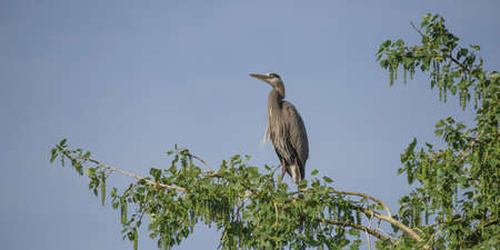 A wide shot of a heron bird standing on a tree branch with a blue sky in the backgroundの写真素材