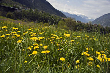 A beautiful scenery of a field of yellow wildflowersの写真素材