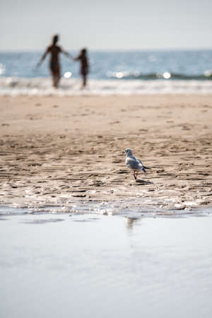 A vertical shot of a seagull on the sandy beach and two people by the sea in the backgroundの写真素材