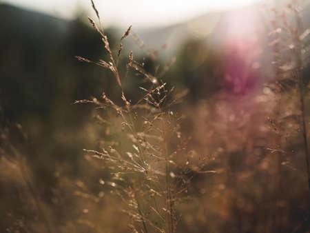 A closeup shot of a dry plant with a blurred backgroundの写真素材