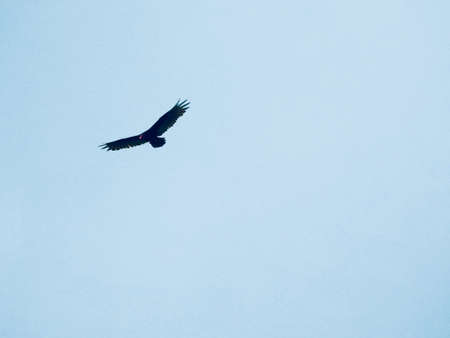 A low angle shot of a black sea hawk under the beautiful blue sky