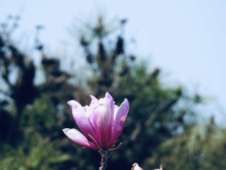 A selective focused shot of a pink-petaled Chinese magnolia flower with green trees in the blurred backgroundの写真素材