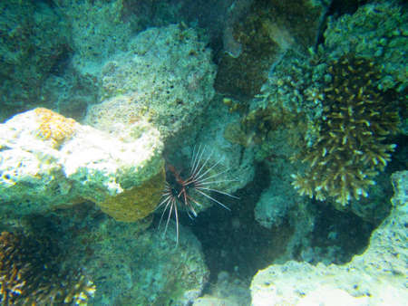 A closeup underwater shot of a black spiky fish hiding in rocks near the coral reefsの写真素材