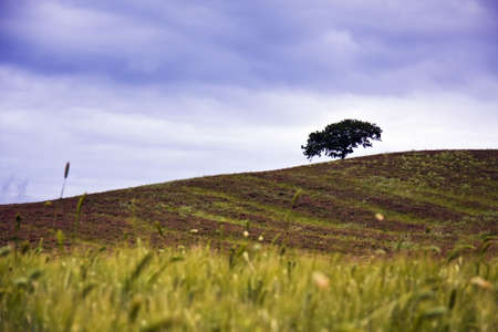 A mesmerizing shot of the beautiful pink wildflowers blooming in the fieldの写真素材