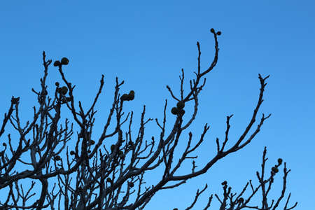 The branches of a dead pine tree with pinecones on it with a blue backgroundの写真素材
