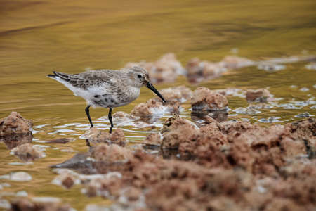 Adult autumn migrant dunlin Calidris alpina walking along muddy shore to look for its invertebrate prey.の写真素材
