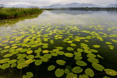 The beautiful waterlily leaves floating on a pond with the mountains in the backgroundの写真素材